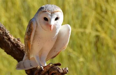 Barn Owl Description Habitat Image Diet And Interesting Facts