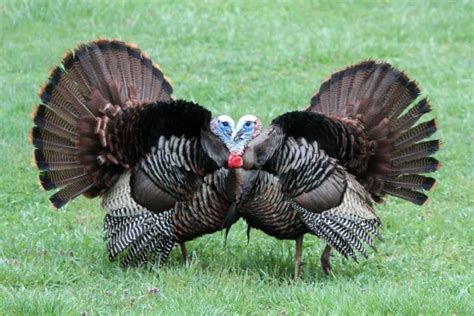 Toms possess a long beard. Two Guys Strutting Their Stuff | Outside My Window