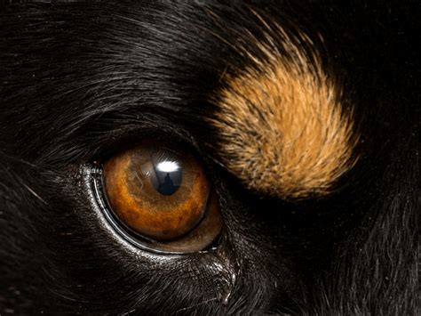 Do Dogs Have Eyelashes Or Eyebrows Pawleaks