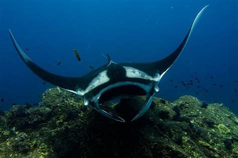 Giant Oceanic Manta Ray Animal Facts For Kids Characteristics