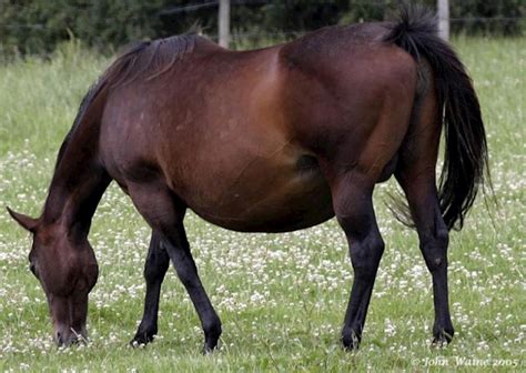 Sexagem Fetal Em Equinos Tipos E Vantagens Para Os Criadores Blog