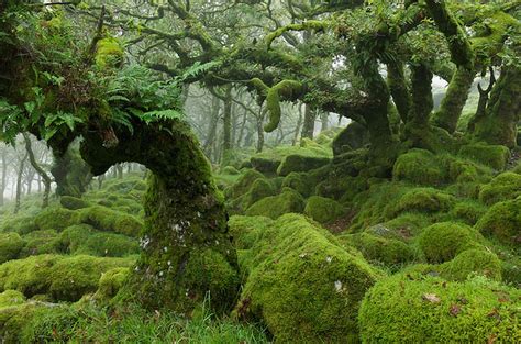 Artisan Moss в Twitter A Mystical Moss Covered Forest In England