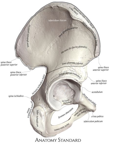 Anatomy Standard Drawing Hip Bone Os Coxae Lateral View Latin Labels Anatomytool