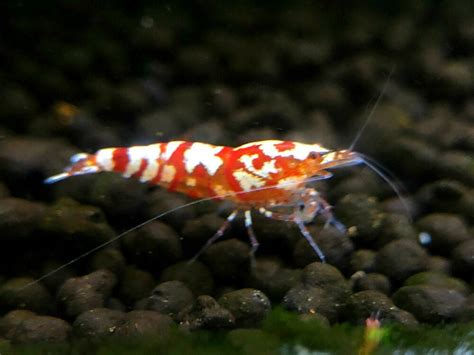 Red Fancy Tiger Shrimp A S Grade Home Bred Live Shrimp