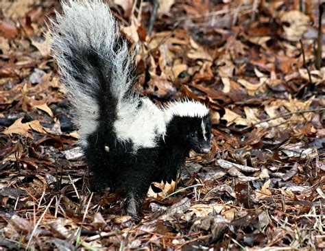 9 Striking Skunk Facts