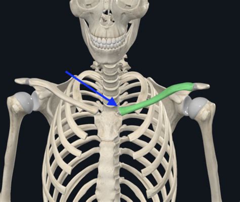 Anatomy Lab Exam 3 Flashcards Quizlet