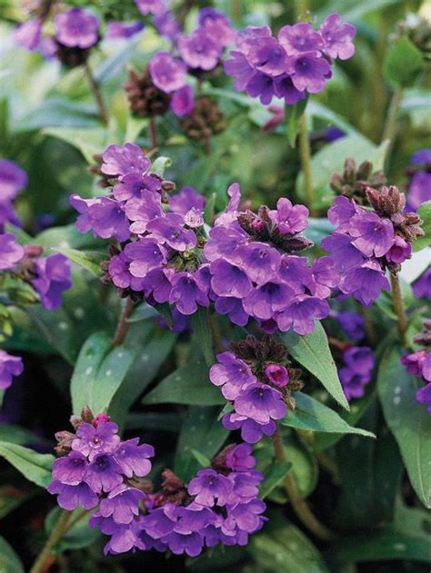 The 17 Best Perennials For Shade Gardens That Overflow With Color Flowering Shade Plants