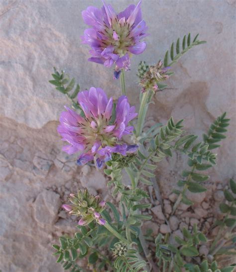 Purple Flowers Colorado Garetleaders