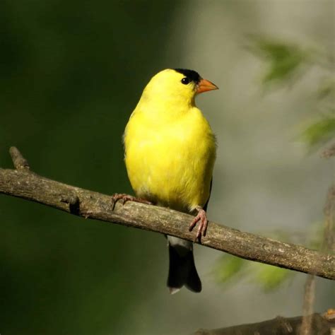 American Goldfinch Holden Forests And Gardens