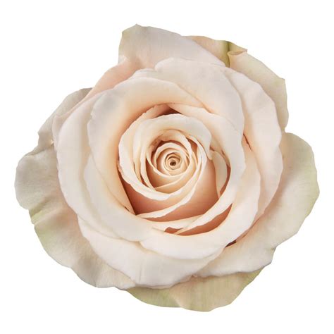 Ecuadorian Rose Sahara Florexpo Catalog