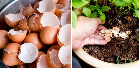 5 Usos De La Cáscara De Huevo En El Jardín Vida Con Salud