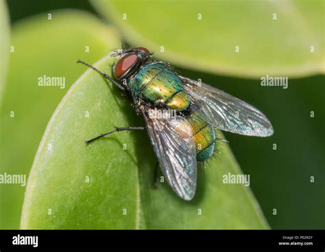 Closeup Macro Of A Common Green Bottle Fly Lucilia Sericata
