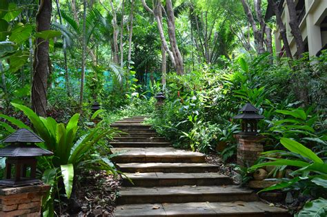 Free Images Forest Walkway Jungle Backyard Botany Landscaping