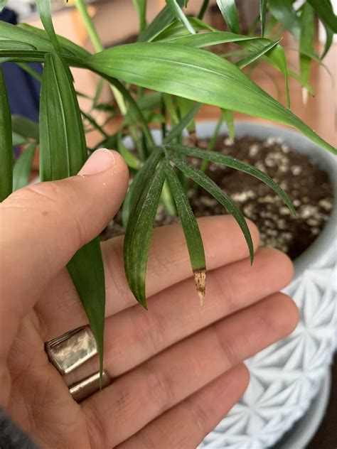 Brown tips on parlour palm? : plantclinic