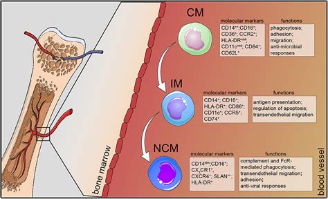 Frontiers Human Monocyte Subsets And Phenotypes In Major Chronic