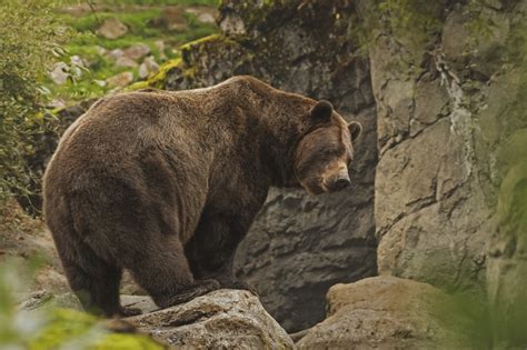 Us May Lift Protections For Grizzly Bears The Iola Register