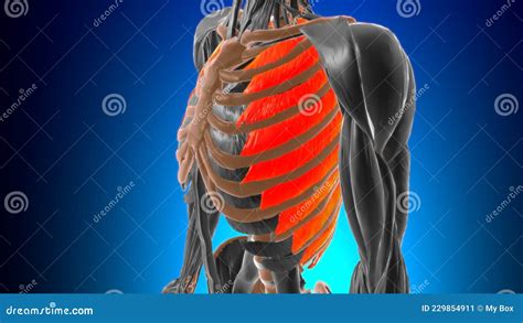 Anatomie Musculaire Intercostal Externe Pour Concept Médical 3d