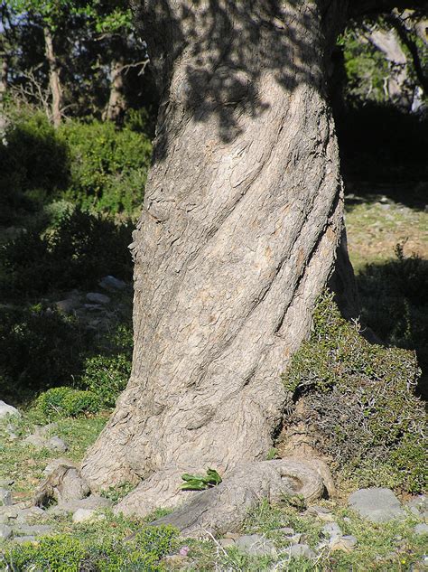 Twisted Tree Trunk Photo From Kouroutes In Rethymno