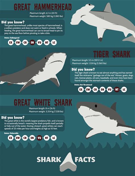 Shark Facts Infographic Behance Behance