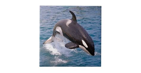 May 18, 2021 · mind you orcas are 12,000 pounds so the amount of thrust it must've taken to get that thing out of the water is incredible. Killer whale jumping out of water tile | Zazzle