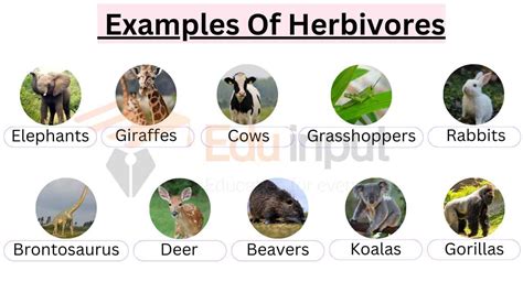 10 Examples Of Herbivores