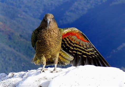 Home latest new zealand world entertainment politics america's cup. Kea. New Zealand Alpine Parrot. (Nestor notabilis) | Flickr
