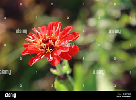 Red Zinnia Flower Stock Photo Alamy