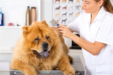 Scaly Skin In Dogs Signs Causes Diagnosis Treatment Recovery