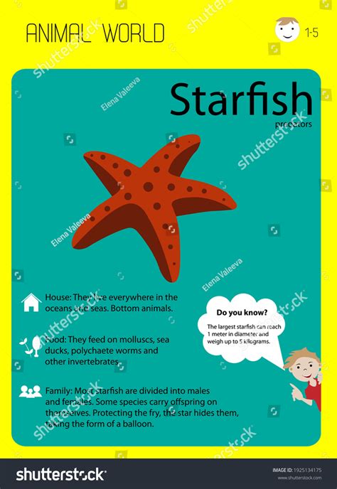 Starfish Educational Flashcard Children Worksheet Preschoolers Stock