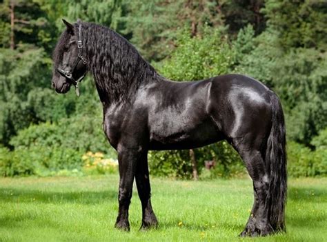 14 Most Expensive Horse Breeds In The World