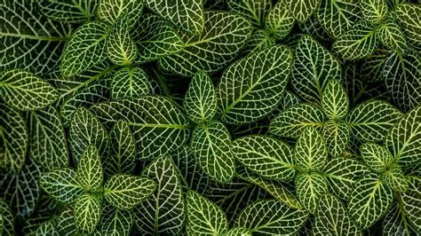 Green Leaves 4k Ultra Hd Wallpaper Background Image 3840x2160