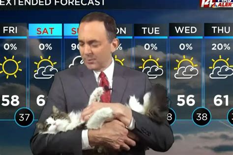 Friendly Cat Interrupts A Meteorologist And Gets A New Job Video