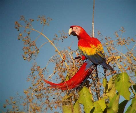 What Are The Top Ten Birds Of Costa Rica Birdingfieldguides Blog