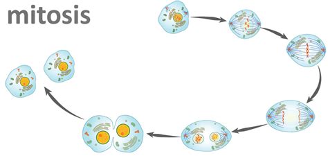 The Steps Of Mitosis Biology For Majors I
