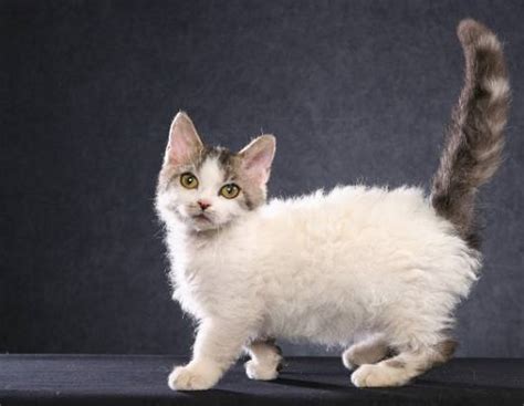 Cats she is ok with but does get cranky. Top 8 Cute Dwarf Cat Breeds | ListSurge