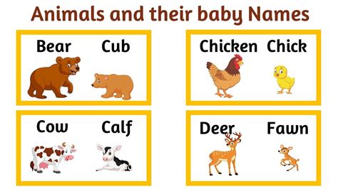 Animal And Their Babies Names With Pictures Animal Names In English