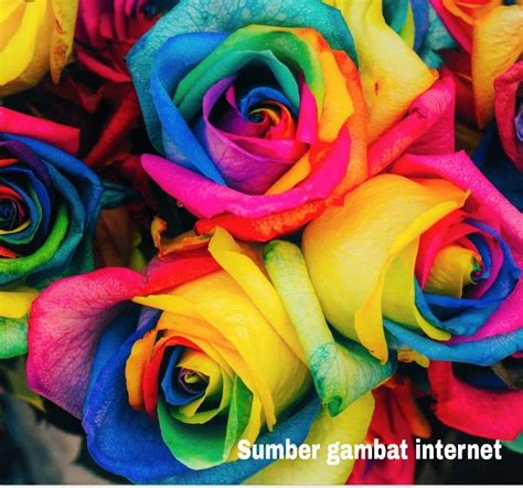 Setiap warna bunga mawar mewakili ekspresi dan perasaan yang berbeda. Wow 26+ Bunga Mawar Berwarna Warni - Gambar Bunga Indah