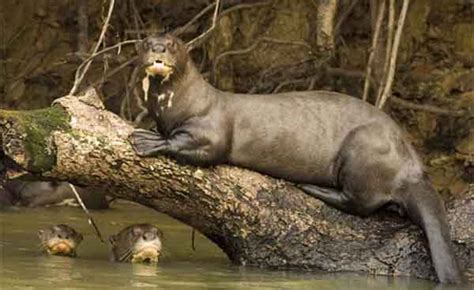 Six Foot Long Giant River Otters Hunt In Packs And Even Eat Caimans