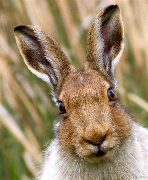 1000 Images About Hares And A Few Rabbits On Pinterest Rabbit March Hare And Wild Rabbit