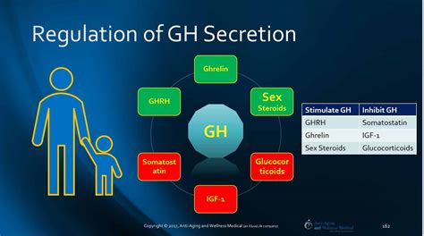 human growth hormone diagram chemical structure of human growth hormone hgh a write