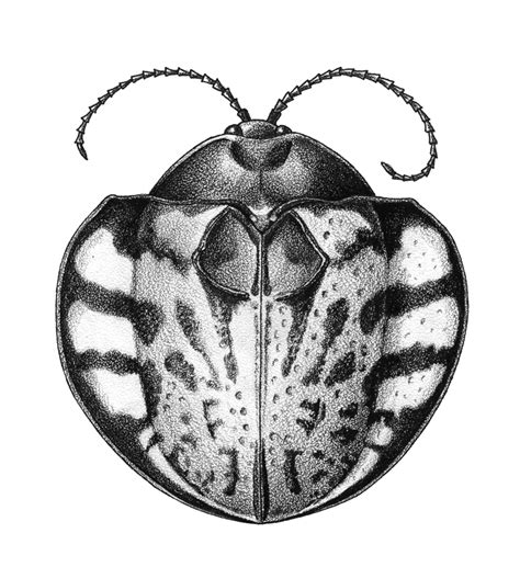 Stipple Beetle The Art Of Mindy Lighthipe