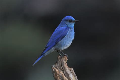 Bluebirds Mean Happiness Bird Buddy Blog