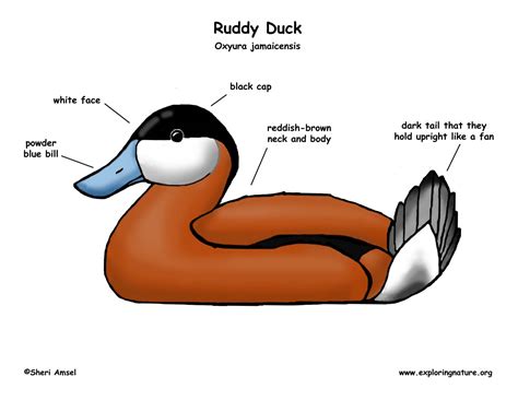 Duck Ruddy
