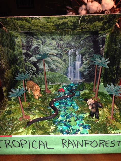 Rainforest Ecosystem Diorama