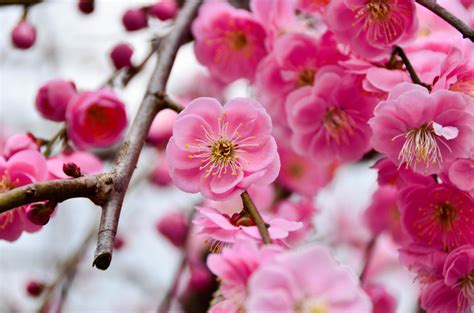 2月（にがつ）はグレゴリオ暦で年の第2の月に当たり、通常は28日、閏年では29日となる。 英語の呼び名である february はローマ神話のフェブルウス (februus) をまつる祭りから取ったと言われている。 【東京】2月が見頃の冬の花と、花の名所まとめ：ツバキ、ウメ ...