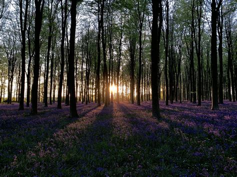Img1923 Sunset Bluebells In Wepham Woods Angmering Park Flickr