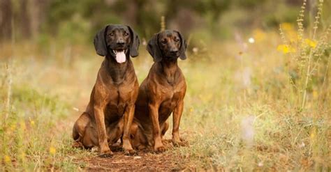 Bavarian Mountain Hound Dog Breed Complete Guide Wiki Point