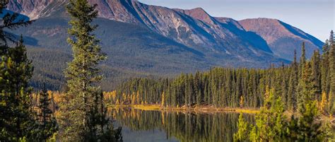 Boreal Forests Could Hit Climate Change Tipping Point The Wildlife