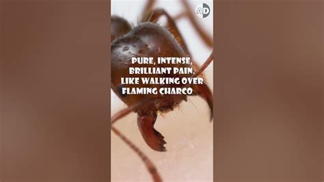The Executioner Wasp vs. the Bullet Ant: Coyote Peterson’s Verdict