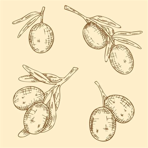 Premium Vector Set Of Hand Drawn Olives In Vector